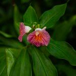 Costus guanaiensis Fleur