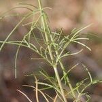 Scabiosa canescens अन्य