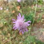 Scabiosa atropurpureaBlomma