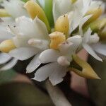 Calyptrochilum emarginatum Λουλούδι