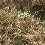 Sagittaria graminea ശീലം