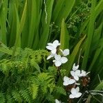 Libertia chilensis Blomst