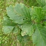 Crataegus calpodendron Leaf