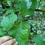 Randia armata Fruit