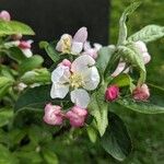 Malus sylvestrisFloro