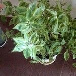 Euphorbia tithymaloides Fulla