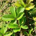 Potentilla nepalensis Leaf