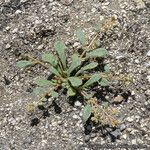 Calyptridium monandrum Habit