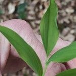 Uvularia sessilifolia Blatt