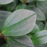 Peperomia rotundifolia Hoja