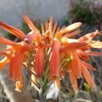 Aloe purpurea Květ