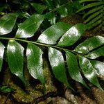 Cyrtomium falcatum 葉