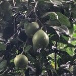 Espèce non identifiéeFruit