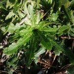 Hypochaeris glabra Leaf