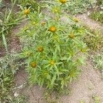 Bidens radiata पत्ता