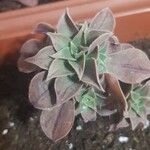 Aeonium leucoblepharum Cvet