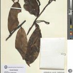 Heteropsis flexuosa Hoja