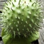 Datura innoxia Meyve