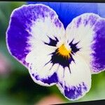 Viola × wittrockianaFlower