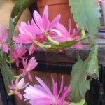 Disocactus phyllanthoides Blüte