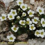 Saxifraga squarrosa عادت