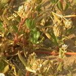 Gomphrena vermicularis Leaf