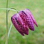 Fritillaria meleagris Цвят