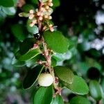 Myrsine africana Mbuma