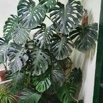 Monstera deliciosa Leaf