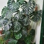 Monstera deliciosa Листок