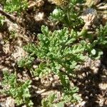 Anthemis maritima Blatt