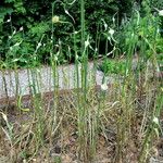 Allium sativum Habitus