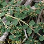 Euphorbia chamaesyce Yeri