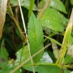 Chelone glabra Leaf