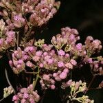 Ayapana amygdalina Flower