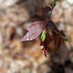 Euonymus americanus 葉