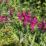 Gladiolus × byzantinus Vekstform