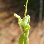 Solenopsis laurentia Blatt