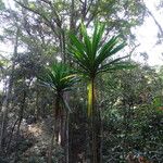 Dracaena steudneri Blatt
