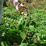 Rubus tereticaulis Habit