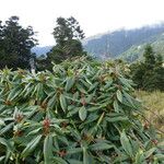 Rhododendron morii Yeri