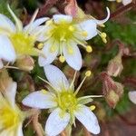 Saxifraga praetermissa Flower