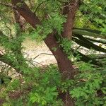 Vachellia nilotica Hábito