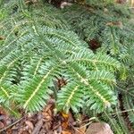 Abies nebrodensis Alia