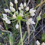 Allium trifoliatum Virág