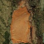 Bobgunnia fistuloides Corteza