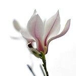 Magnolia zenii Flower