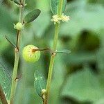 Phyllanthus virgatus 果實