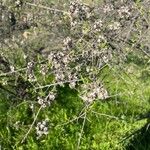 Baccharis dracunculifolia Floare