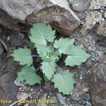 Senecio flavus Natur